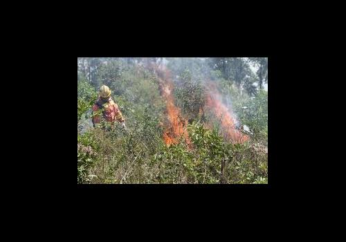 Bombeiro Florestal